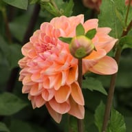 Honey Dew Dahlia Tuber