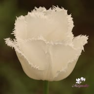 Honeymoon Tulpan