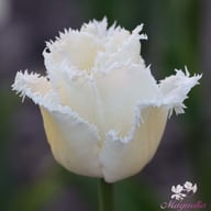 Honeymoon Tulpan