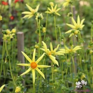 Honka Dahlia Knöl