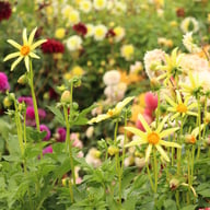 Honka Dahlia Tuber
