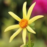 Honka Dahlia Tuber