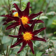 Honka Dark Dahlia Tuber