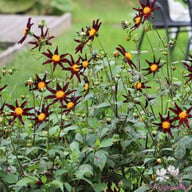 Honka Dark Dahlia Tuber