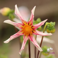 Honka Fragile Dahlia Knöl