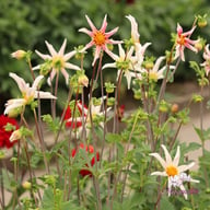 Honka Fragile Dahlia Knöl