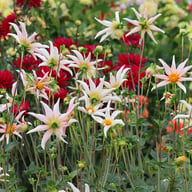 Honka Fragile Dahlia Knöl