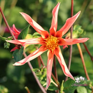 Honka Orange Dahlia Knöl