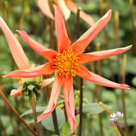 Honka Orange Dahlia Knöl