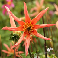 Honka Orange Dahlia Knöl
