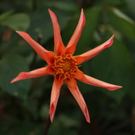 Honka Orange Dahlia Knöl