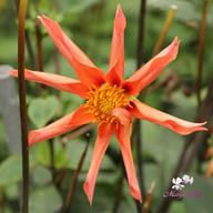 Honka Orange Dahlia Knöl