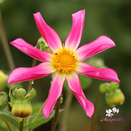 Honka Pink Dahlia Knöl