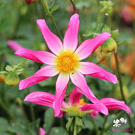 Honka Pink Dahlia Knöl