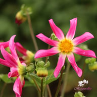 Honka Pink Dahlia Knöl