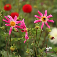 Honka Pink Dahlia Knöl