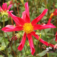 Honka Rood Dahlia Knöl