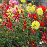 Honka Rood Dahlia Knöl