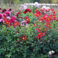 Honka Rood Dahlia Knöl