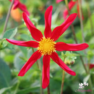 Honka Rood Dahlia Knöl