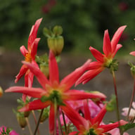 Honka Surprise Dahlia Knöl