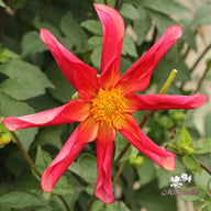 Honka Surprise Dahlia Knöl