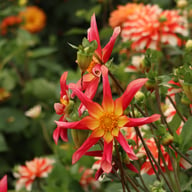 Honka Surprise Dahlia Knöl
