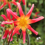 Honka Surprise Dahlia Knöl