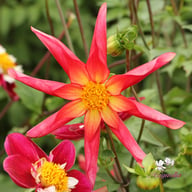 Honka Surprise Dahlia Knöl