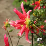 Honka Surprise Dahlia Knöl