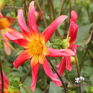 Honka Surprise Dahlia Knöl
