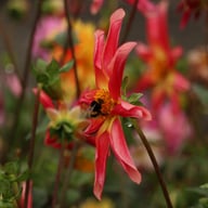 Honka Surprise Dahlia Knöl