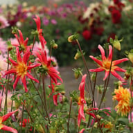 Honka Surprise Dahlia Knöl