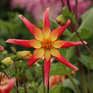 Honka Surprise Dahlia Knöl