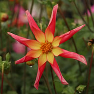 Honka Surprise Dahlia Knöl
