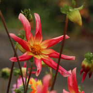 Honka Surprise Dahlia Knöl