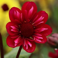 Hootenanny Dahlia Knöl