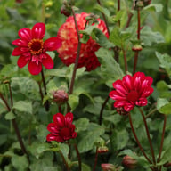 Hootenanny Dahlia Knöl