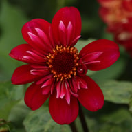 Hootenanny Dahlia Knöl