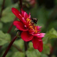 Hootenanny Dahlia Knöl