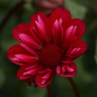 Hootenanny Dahlia Knöl