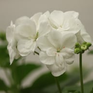 Hoplax Fanny Pelargon Stickling