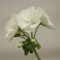 Hoplax Fanny Pelargon Stickling