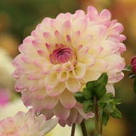 Hotline Dahlia Knöl