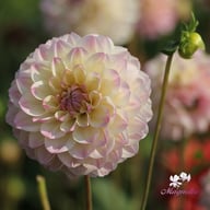 Hotline Dahlia Knöl