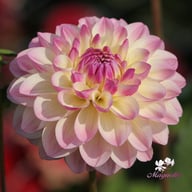 Hotline Dahlia Knöl