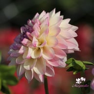Hotline Dahlia Knöl