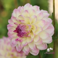 Hotline Dahlia Knöl