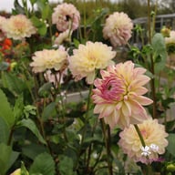 Hotline Dahlia Knöl
