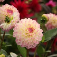 Hotline Dahlia Knöl